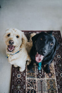 Dog friendly pub in Cumbria
